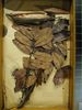 historical herbarium sample